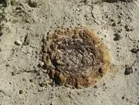 petrifiedcowpatty.webp