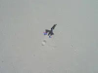 Kite Camera (65).webp Kite Camera (65).webp
