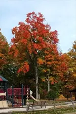 pretty playground.webp