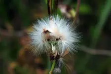 thistle down.webp