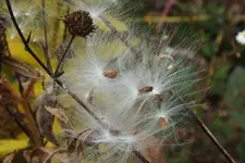milkweed pods.webp