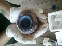 405785.webp