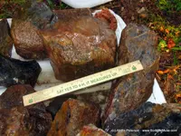 Pet Wood - Preclean Wet4.webp