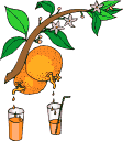 unknown.gif oranges.gif unknown.gif oranges.gif