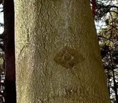 nazi_treesign1.webp