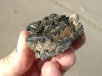 Mammoth tooth fragment.webp