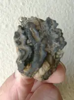 Mammoth tooth fragment (3).webp