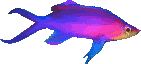 Mail Attachment.gif fish.gif