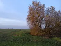 IMG_20121020_175309.webp