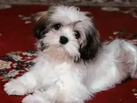 ATT00009.jpg 3.webp