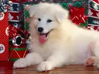 ATT00001.jpg dog 1.webp