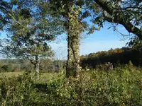Jacksons farm 008.webp