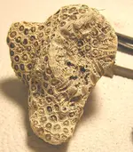 B 112011 Coral Pc 1.webp
