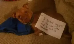 FwdDogsh.jpg 11.webp