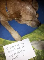 FwdDogsh.jpg 14.webp