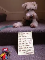 FwdDogsh.jpg 12.webp