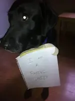 FwdDogsh.jpg 8.webp