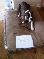FwdDogsh.jpg 5.webp