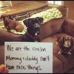 FwdDogsh.jpg 10.webp