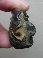 horse tooth.webp