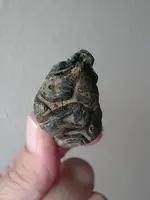 horse tooth (4).webp