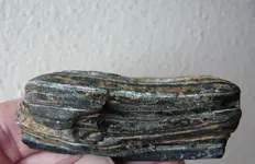 horse tooth (3).webp