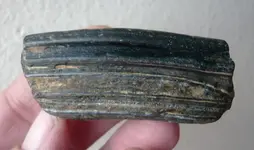 horse tooth (2).webp