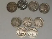 the herd.webp