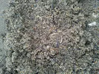 Ring sand 2.webp