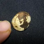possible bullet top side.webp