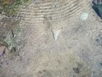 100_1684.webp