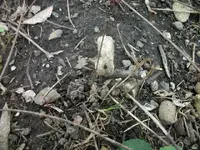 100_3690.webp
