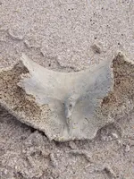 bone 2.webp