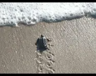 P1110693 hititng surf.webp