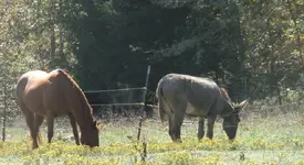 greener grass.webp