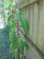 mature-plant-purple-stem.webp