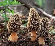 morel3.webp