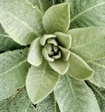 HBC-AS09-mullein5-DC.webp