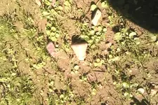 vlcsnap-2012-10-13-17h41m35s199.webp