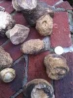 image-1351017042.webp