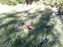 IMG_0504.webp
