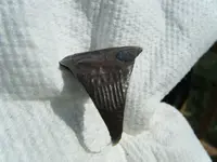 DSCF2174.webp