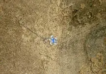 turtle necklace.webp