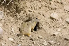 Ground-Squirrel.webp