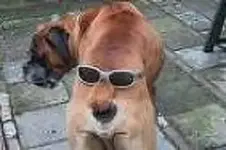 seeing eye dog mud facial.webp