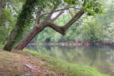 tree 1.webp