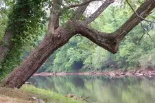 tree 2.webp