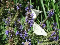 IMG_0054_small.webp