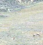 Pronghorn.webp
