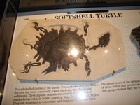 Turtle Fossil.jpg